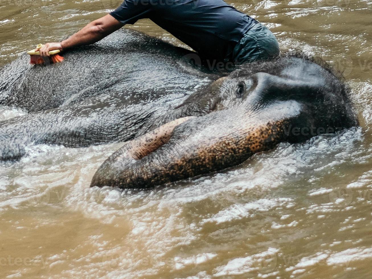 vue rapprochée d'un homme donnant un lavage à un éléphant dans la rivière en malaisie photo