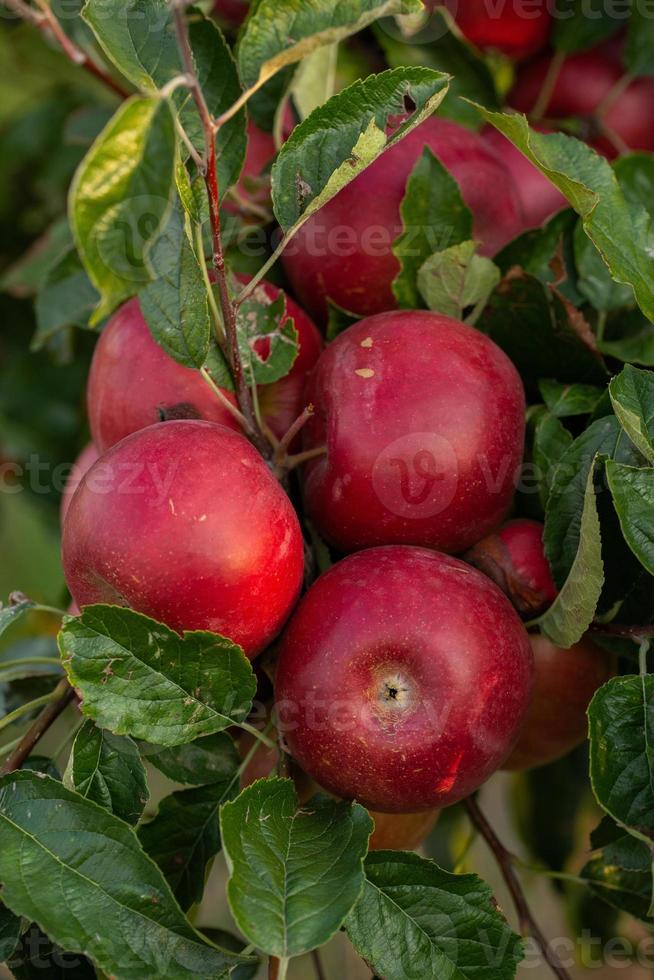 pommes fraîches du verger. récolte de pommes prête à être cueillie dans le verger de la république de moldavie. photo