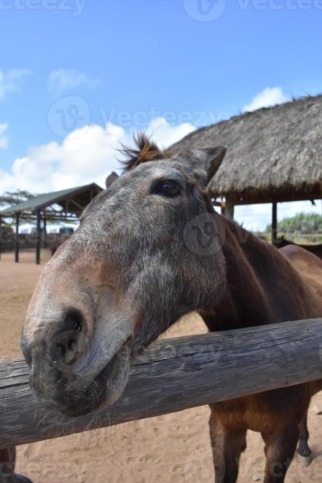 cheval brun qui démange son nez sur la clôture photo