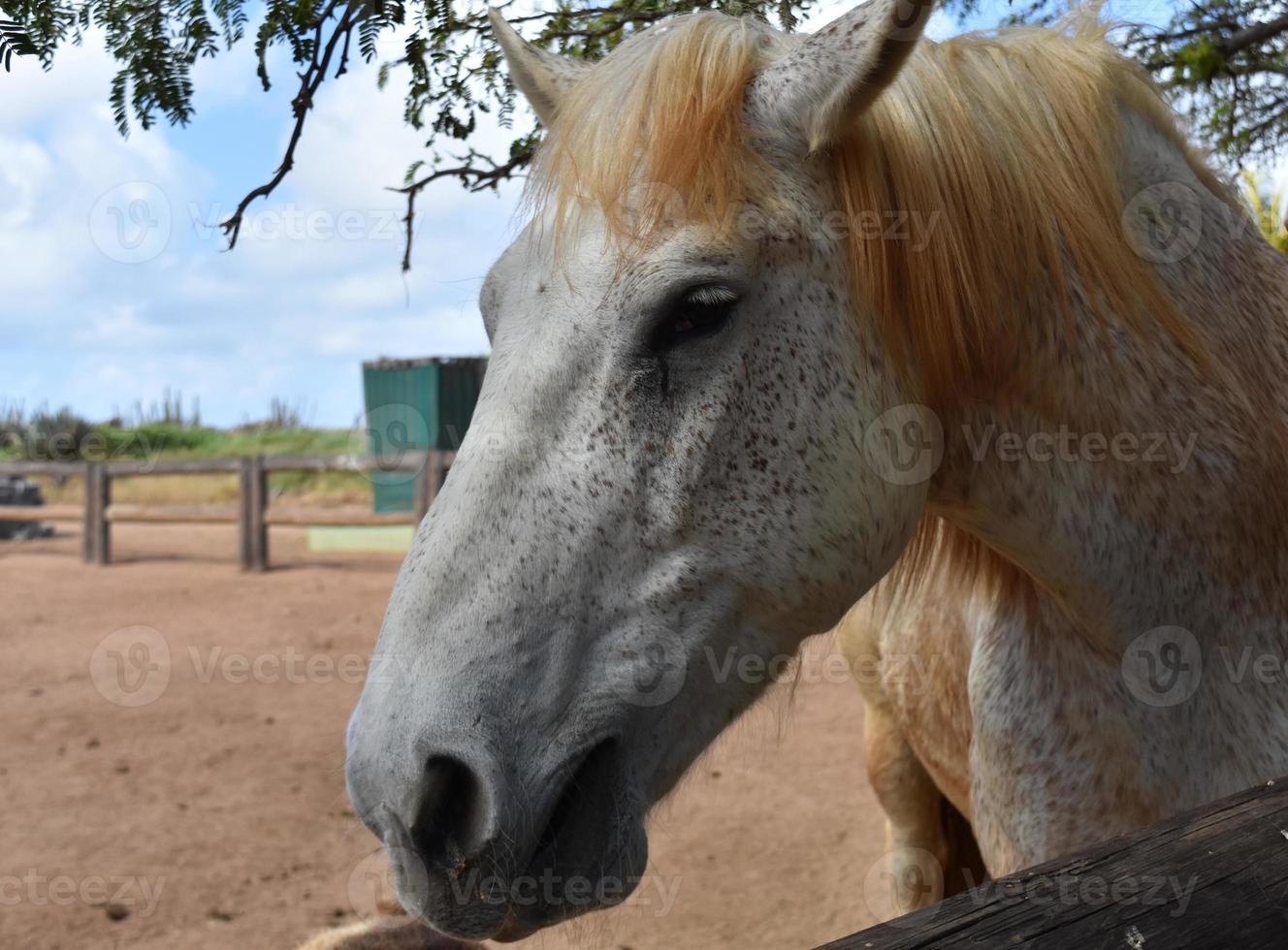 magnifique cheval de trait blanc et gris pommelé photo