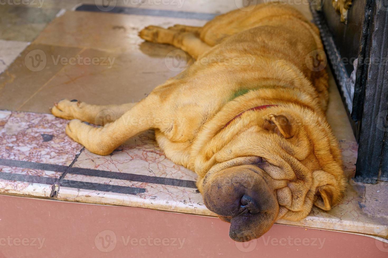 un gros chien de la race shar pei est allongé sur la route et dort photo