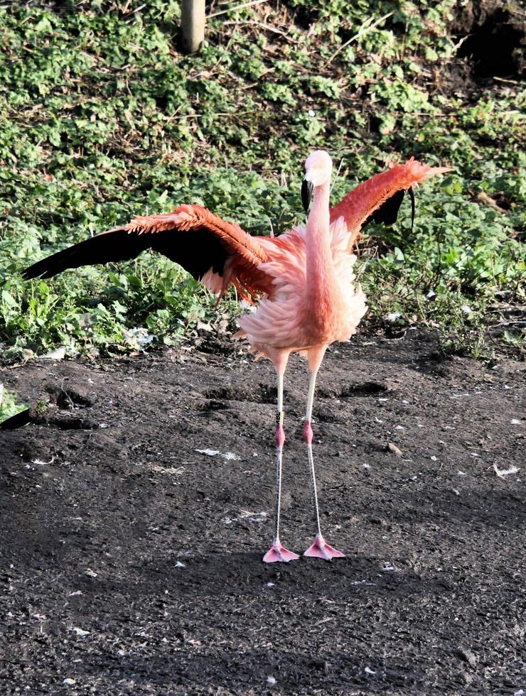 un gros plan d'un flamant rose photo