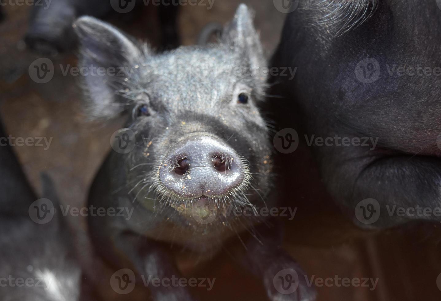 regardant dans le visage d'un mignon petit porcelet noir photo