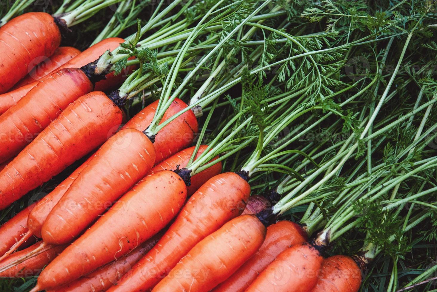 carottes récoltées dans un potager biologique, carottes cultivées sur place dans une rangée en gros plan photo