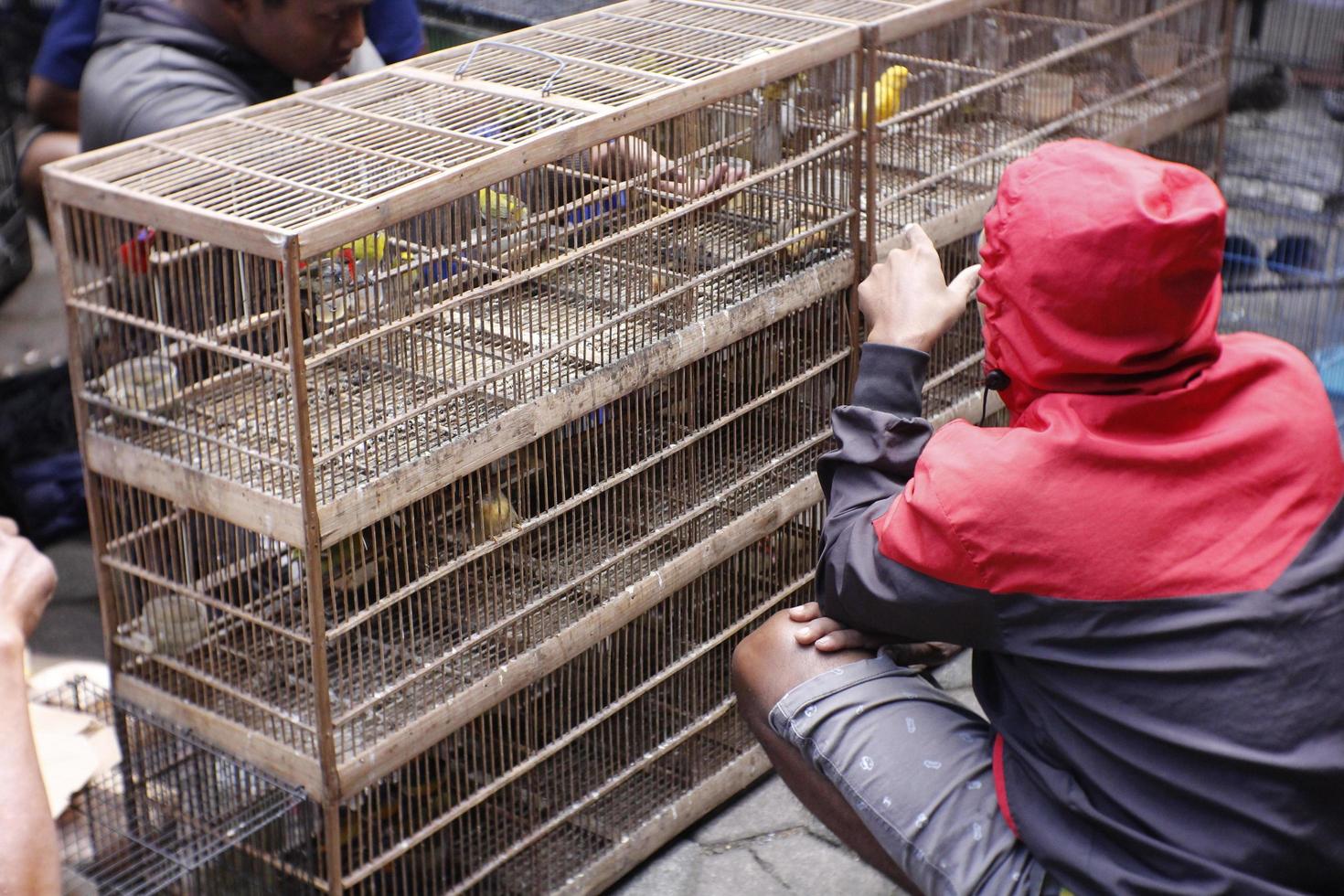 magelang, indonésie, 2022-choisir des oiseaux dans une cage au marché aux animaux photo