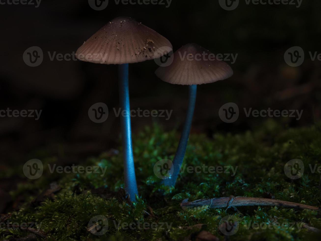 deux petits champignons en filigrane sur de la mousse avec une tache lumineuse dans la forêt. sol de la forêt photo