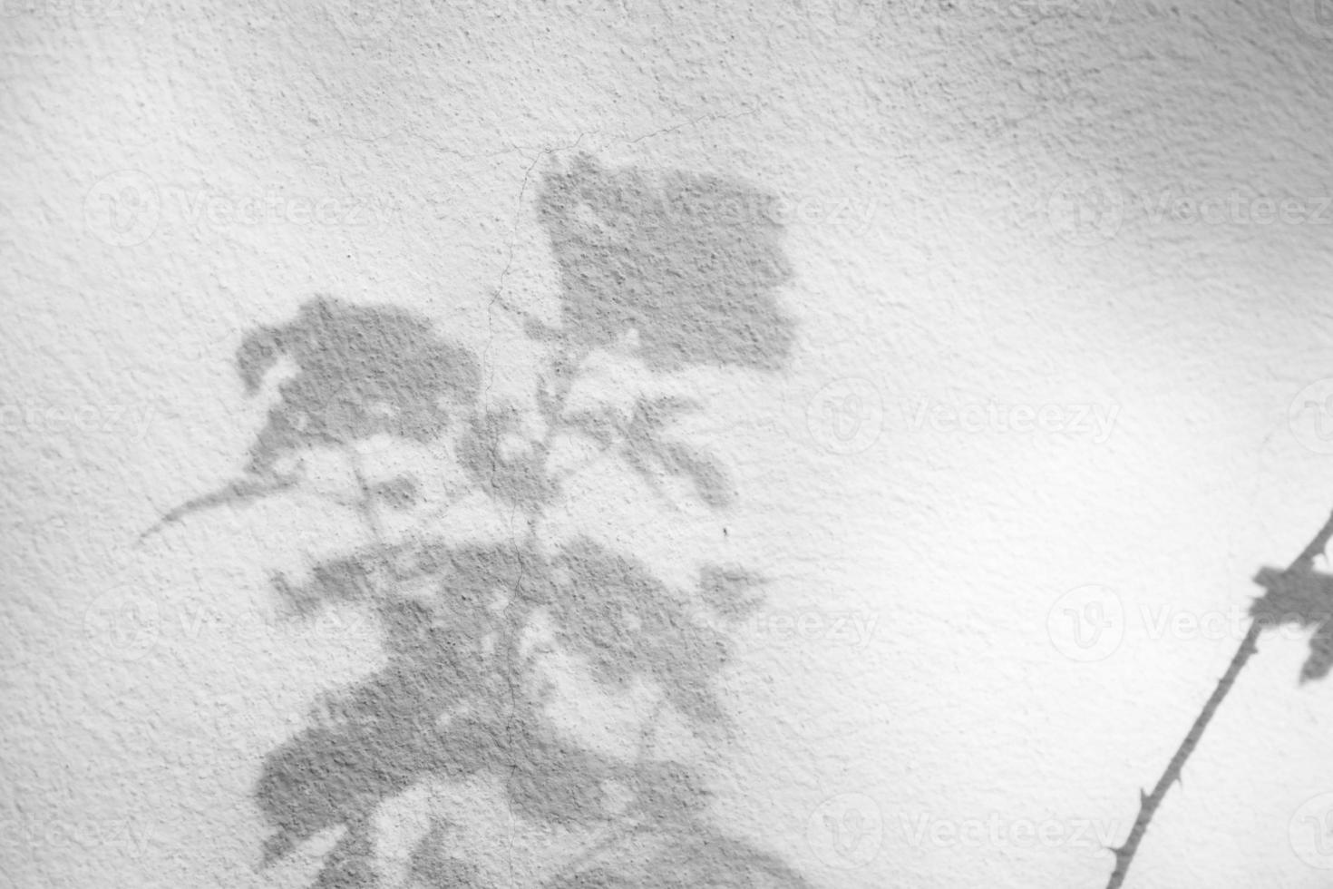 Arbre naturel abstrait feuilles ombre sur fond de mur blanc photo