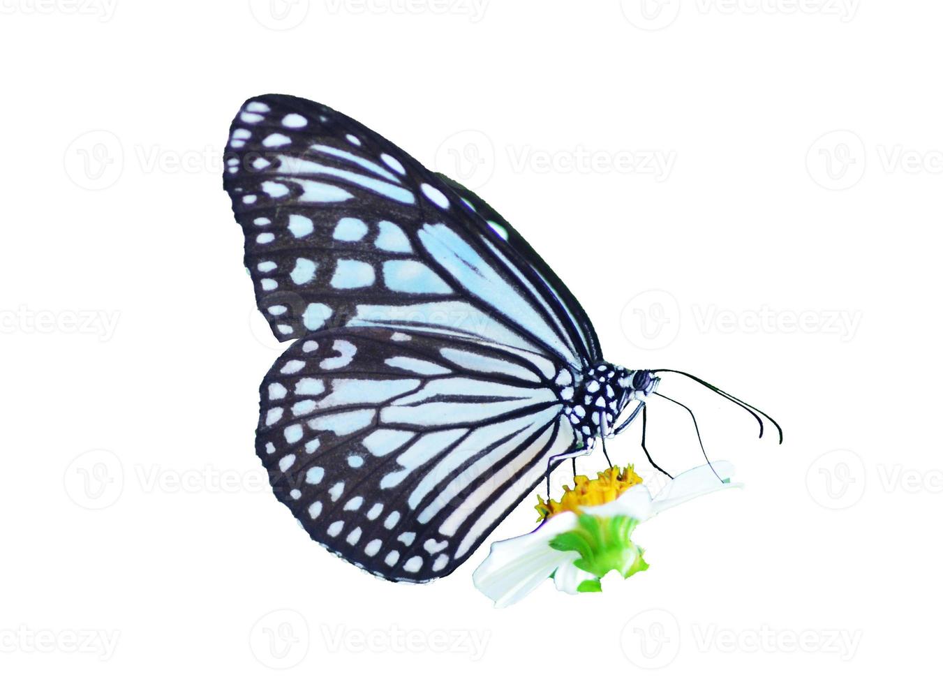 papillon sur fond blanc facile à utiliser dans les projets. photo