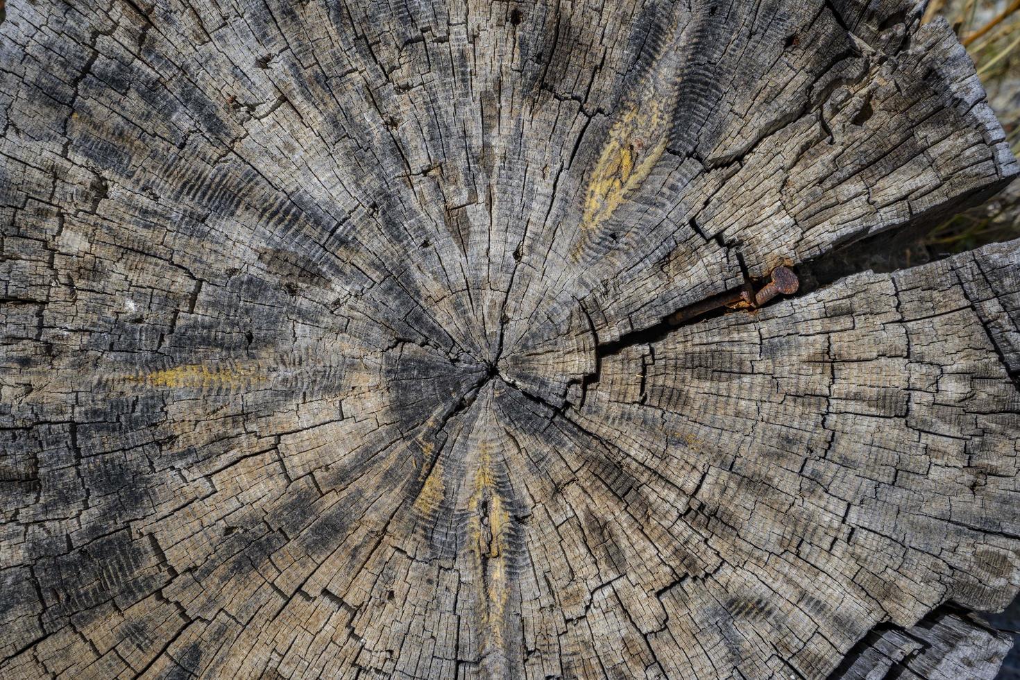 découper une souche d'arbre. vieille souche d'arbre entourée d'arbre mort isolé sur fond blanc. masque d'écrêtage de haute qualité. photo