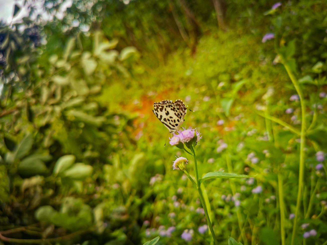 fond de feuille verte beau motif photo