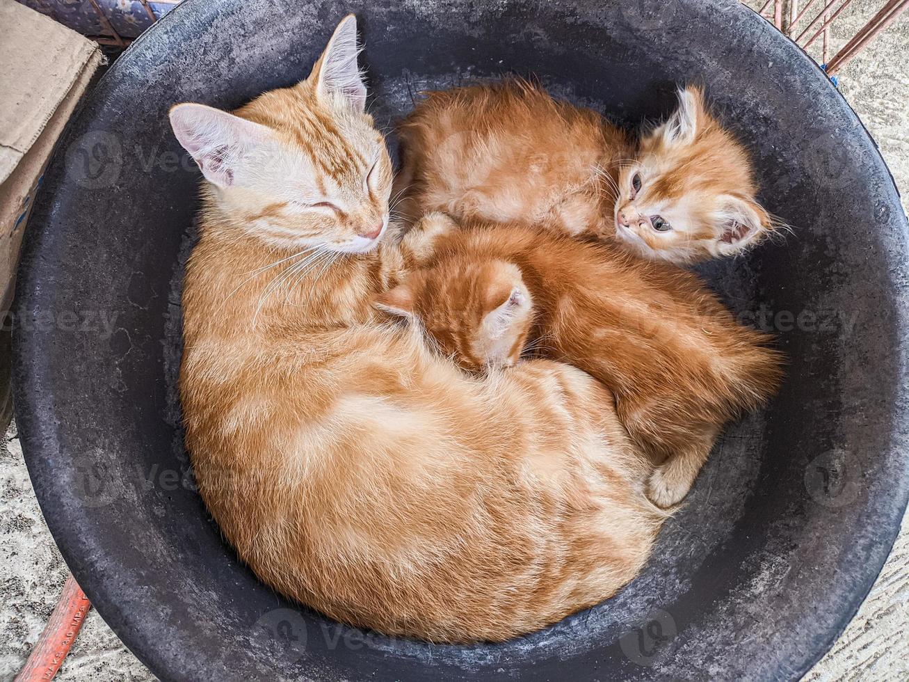 les chats s'endorment entre la mère et ses deux enfants photo