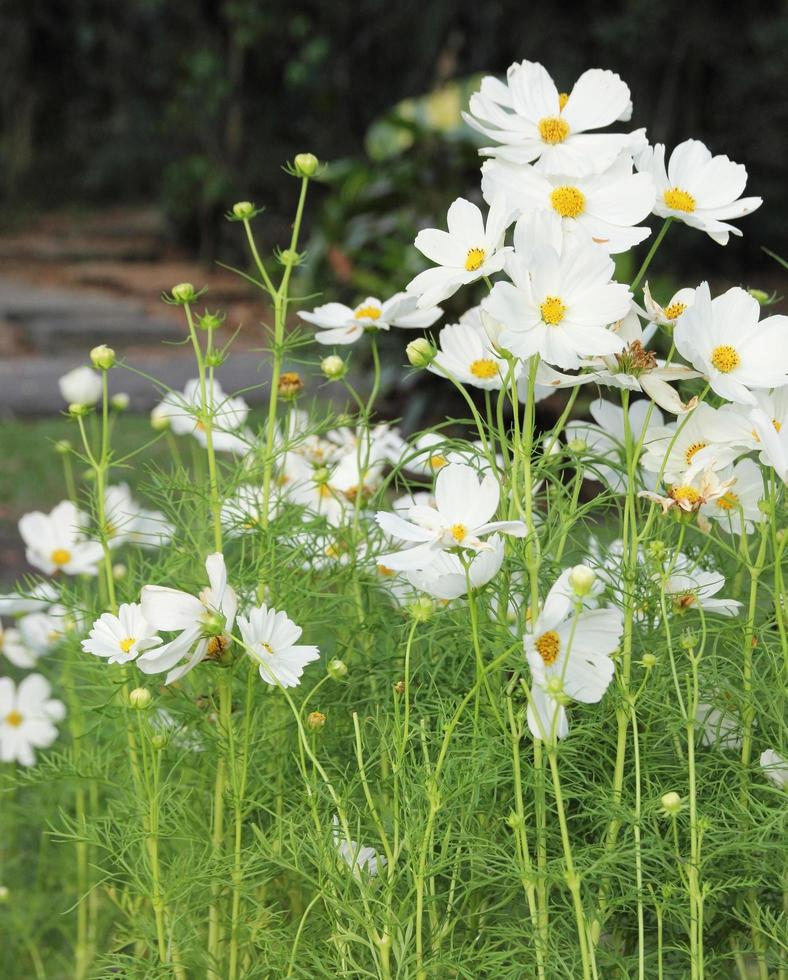 fleurs de cosmos blanc photo