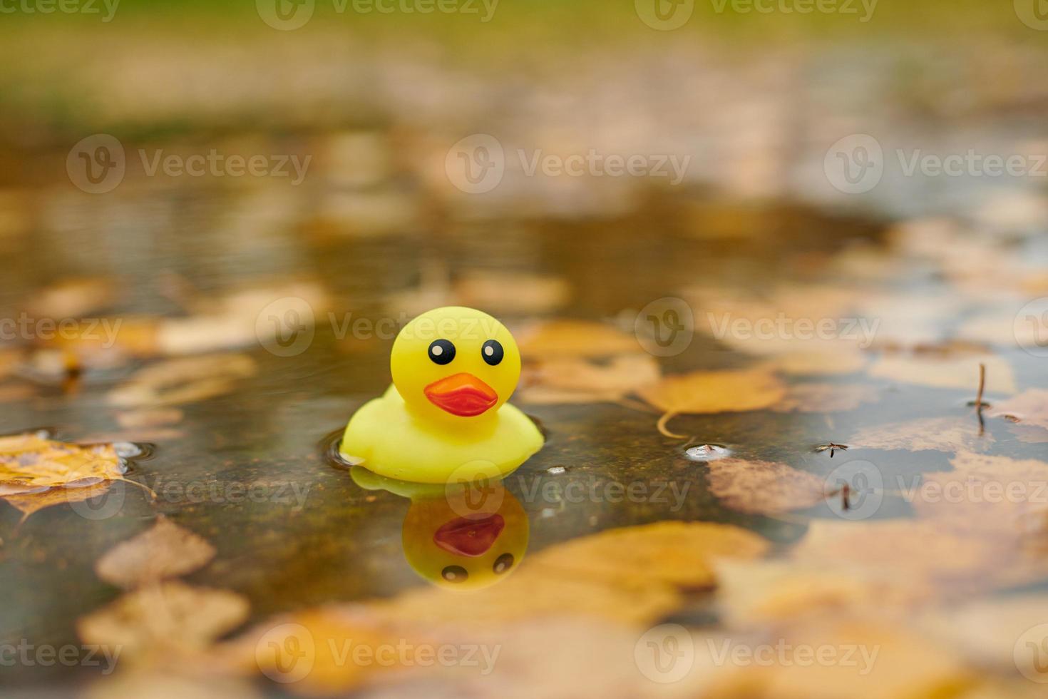 jouet de canard dans une flaque d'automne avec des feuilles photo