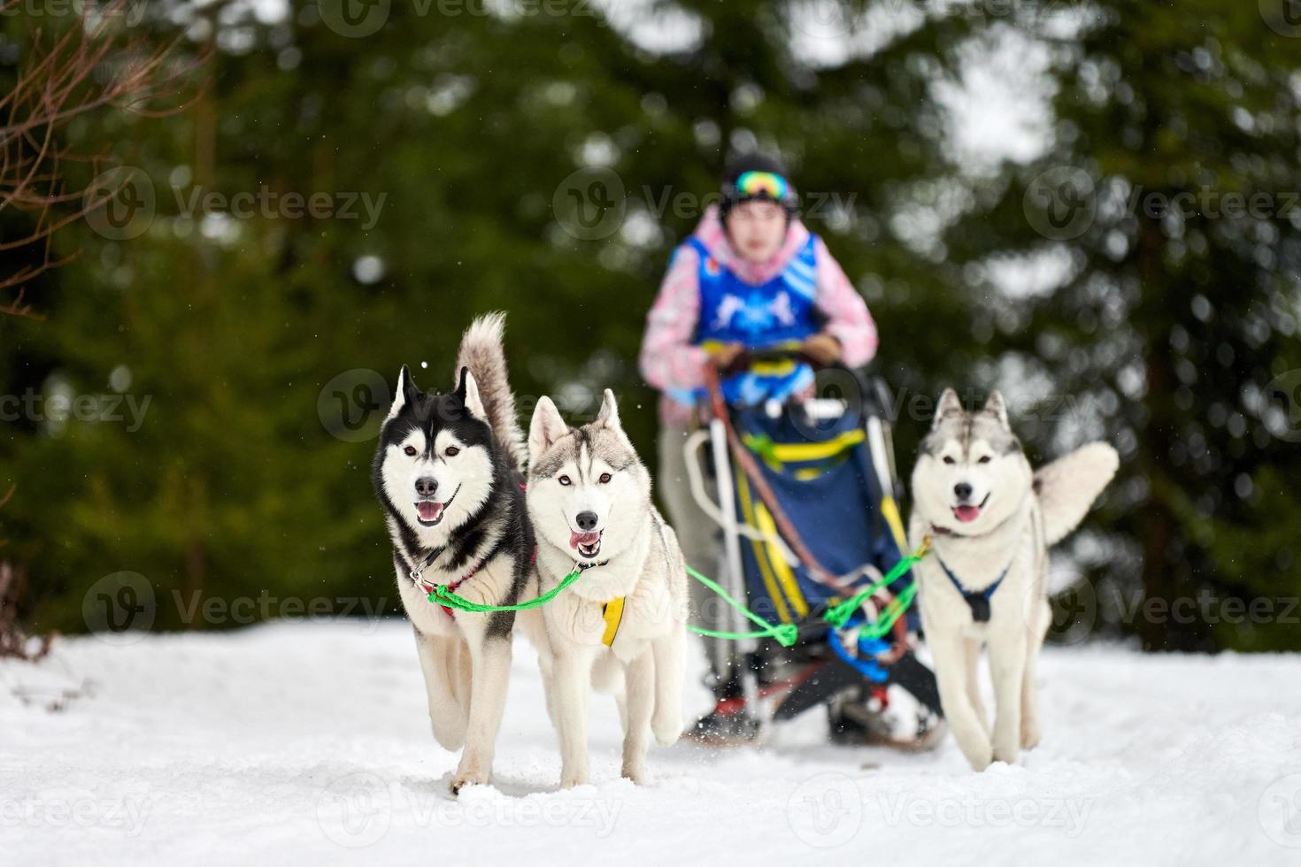 course de chiens de traîneau husky photo