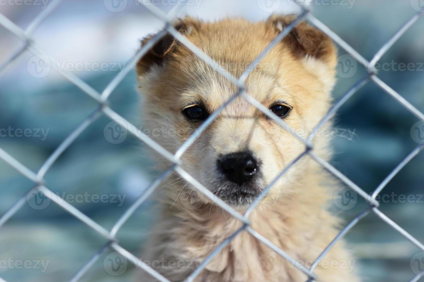 portrait d'un chiot à travers les barreaux du refuge pour animaux photo