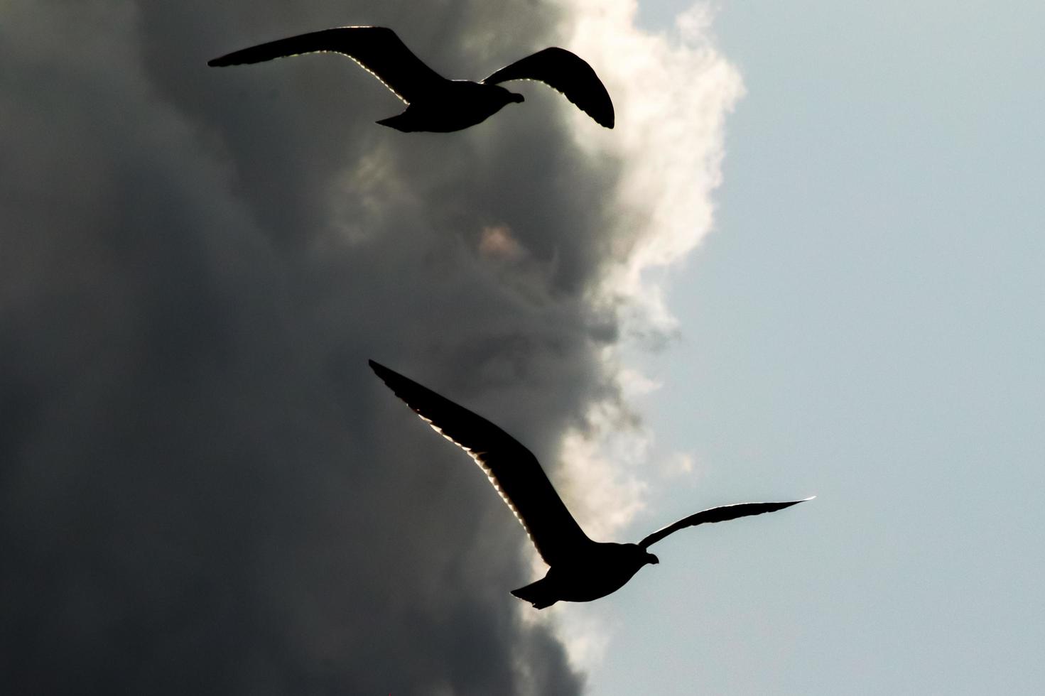 rio de janeiro, rj, brésil, 2022 - mouettes sur la plage de grumari, l'une des plages les plus sauvages de rio de janeiro photo