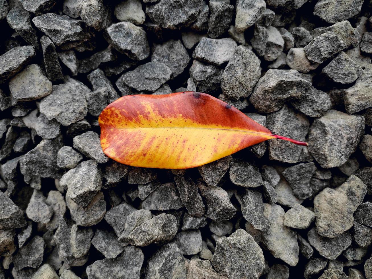 une feuille sèche qui tombe sur le gravier photo