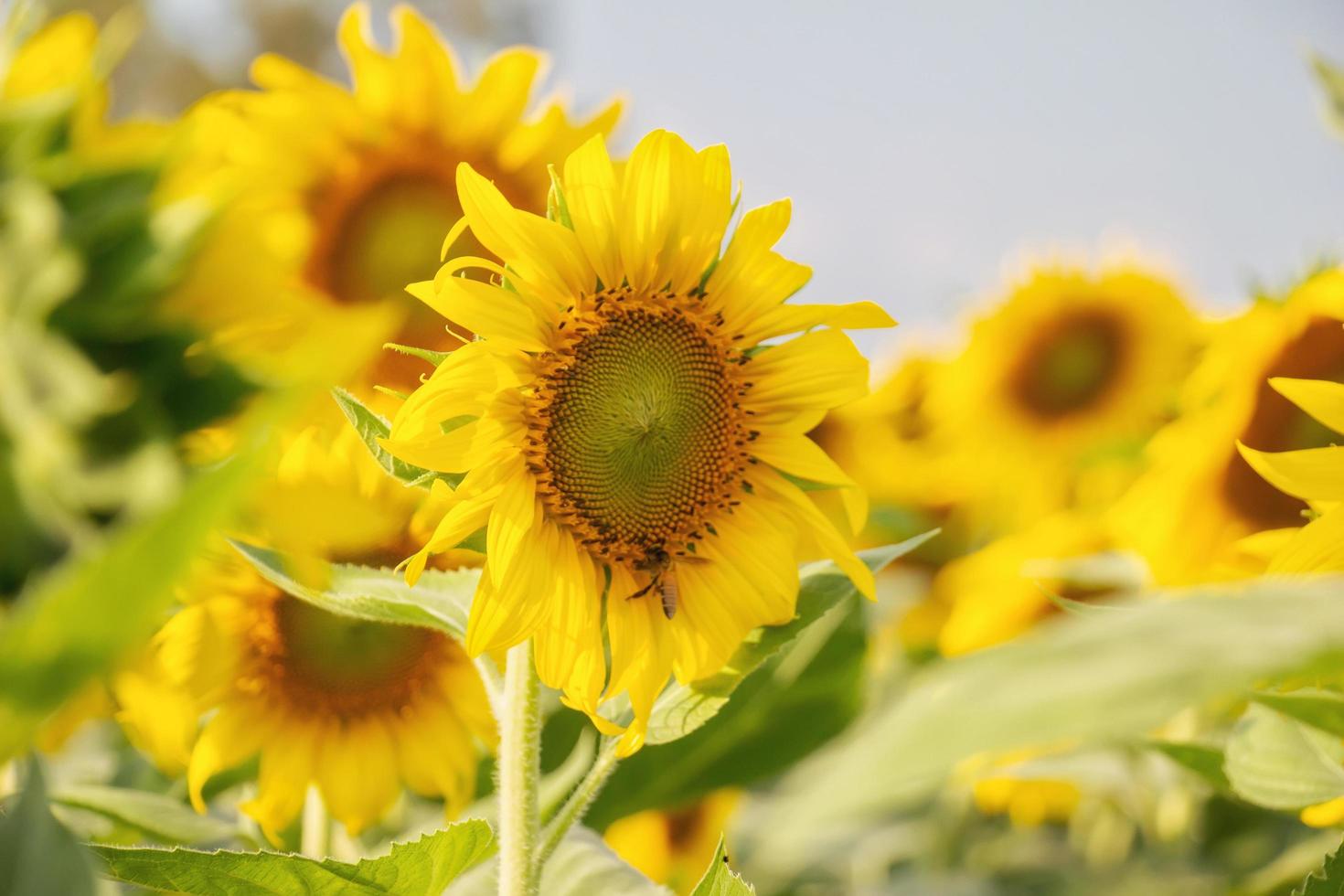 tournesol dans le champ avec fond de nature photo