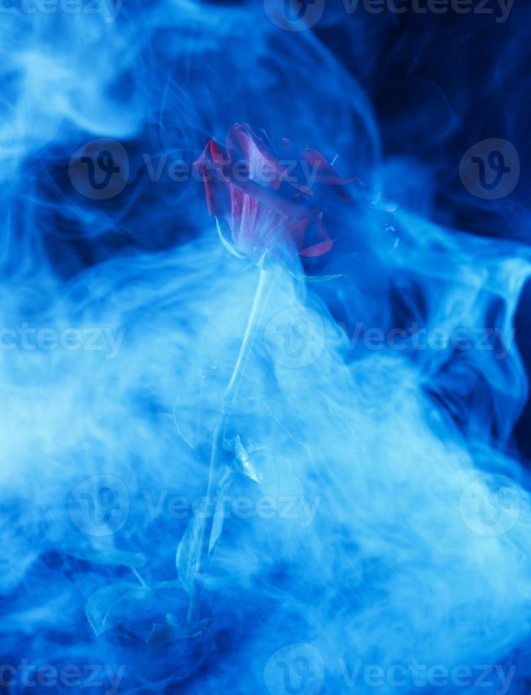 une rose rouge brille à travers la fumée bleue. photo