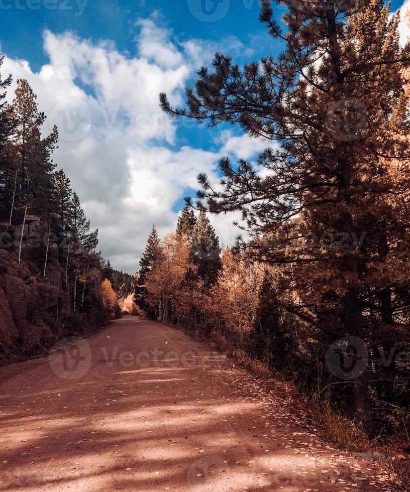 arbres de montagne sur la route photo