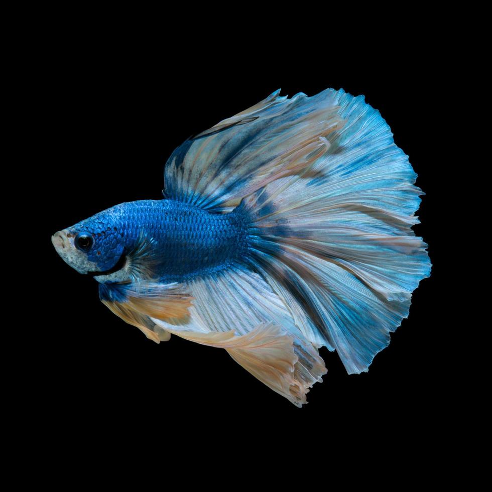 Betta bleu sur fond noir photo