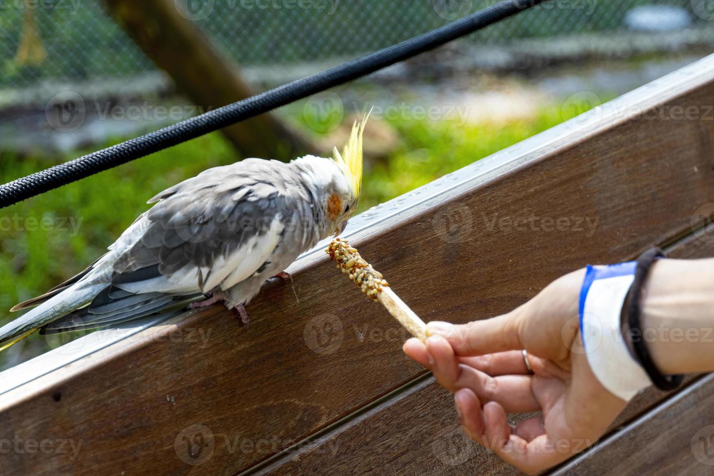 nymphicus hollandicus, jeune femme donnant de la nourriture à un oiseau, grains collés sur un bâton en bois et l'oiseau nourri, mexique photo