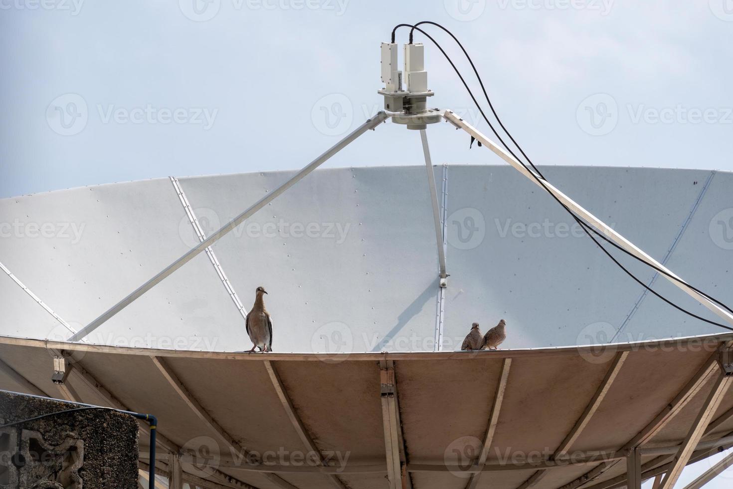 pigeon assis sur une antenne de télévision. pigeons à antenne parabolique photo