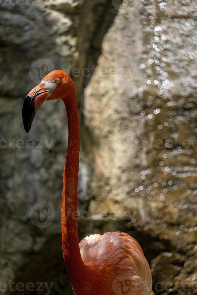 flamant rose vu de près, derrière une cascade, animal à plumes roses, mexique photo