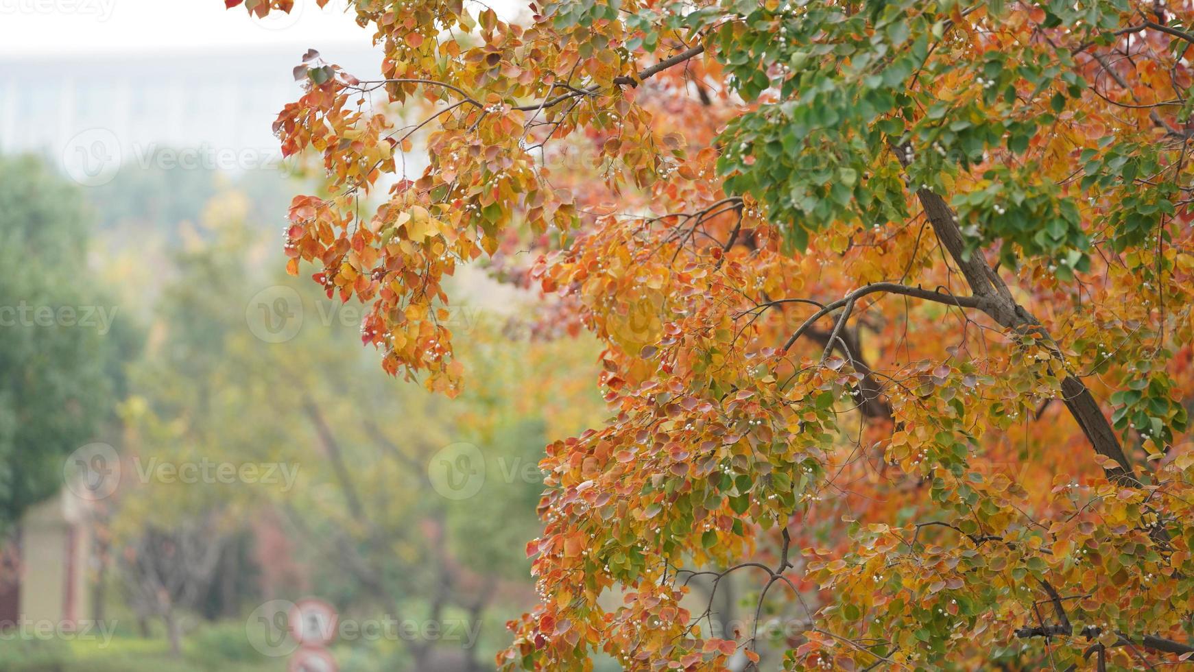 la belle vue d'automne avec les feuilles colorées sur l'arbre de la ville photo