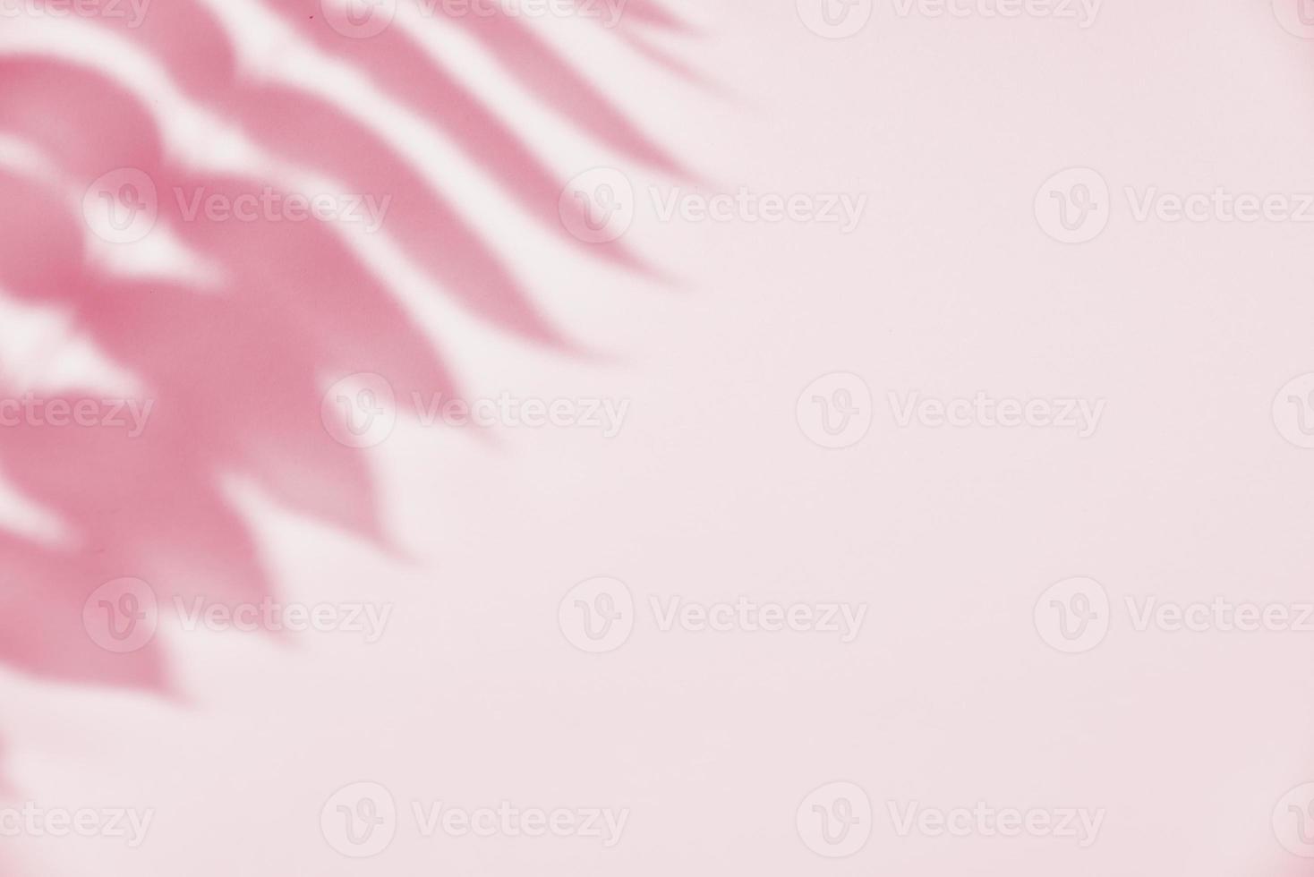 ombre de la feuille sur fond rose. abstrait créatif photo