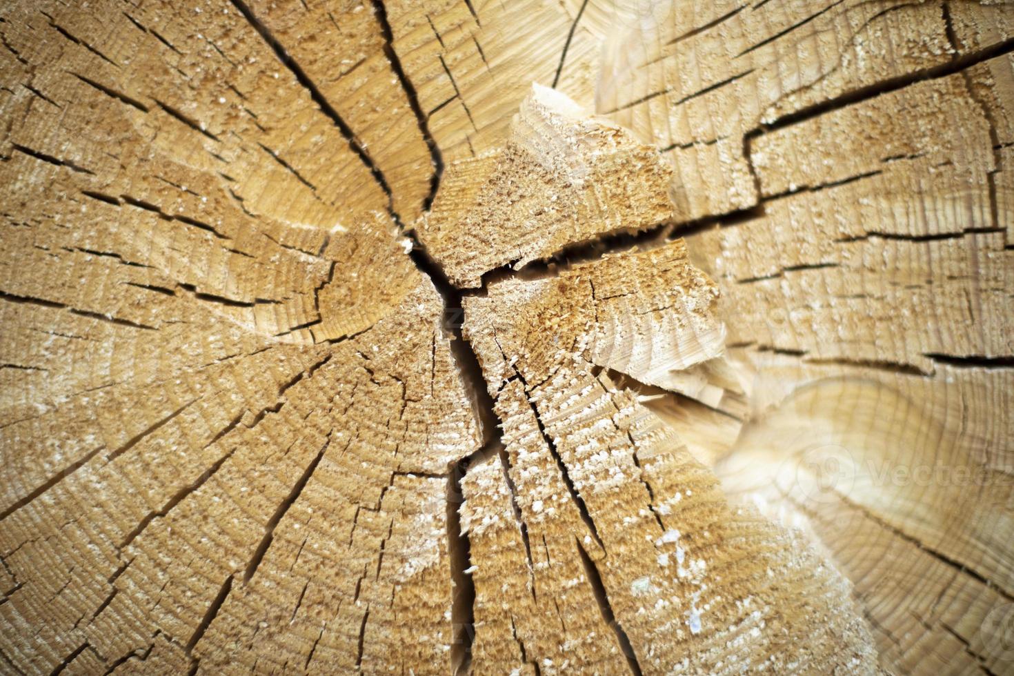 texture bois sec. fissures dans le tronc de l'épicéa. superficie en bois. photo