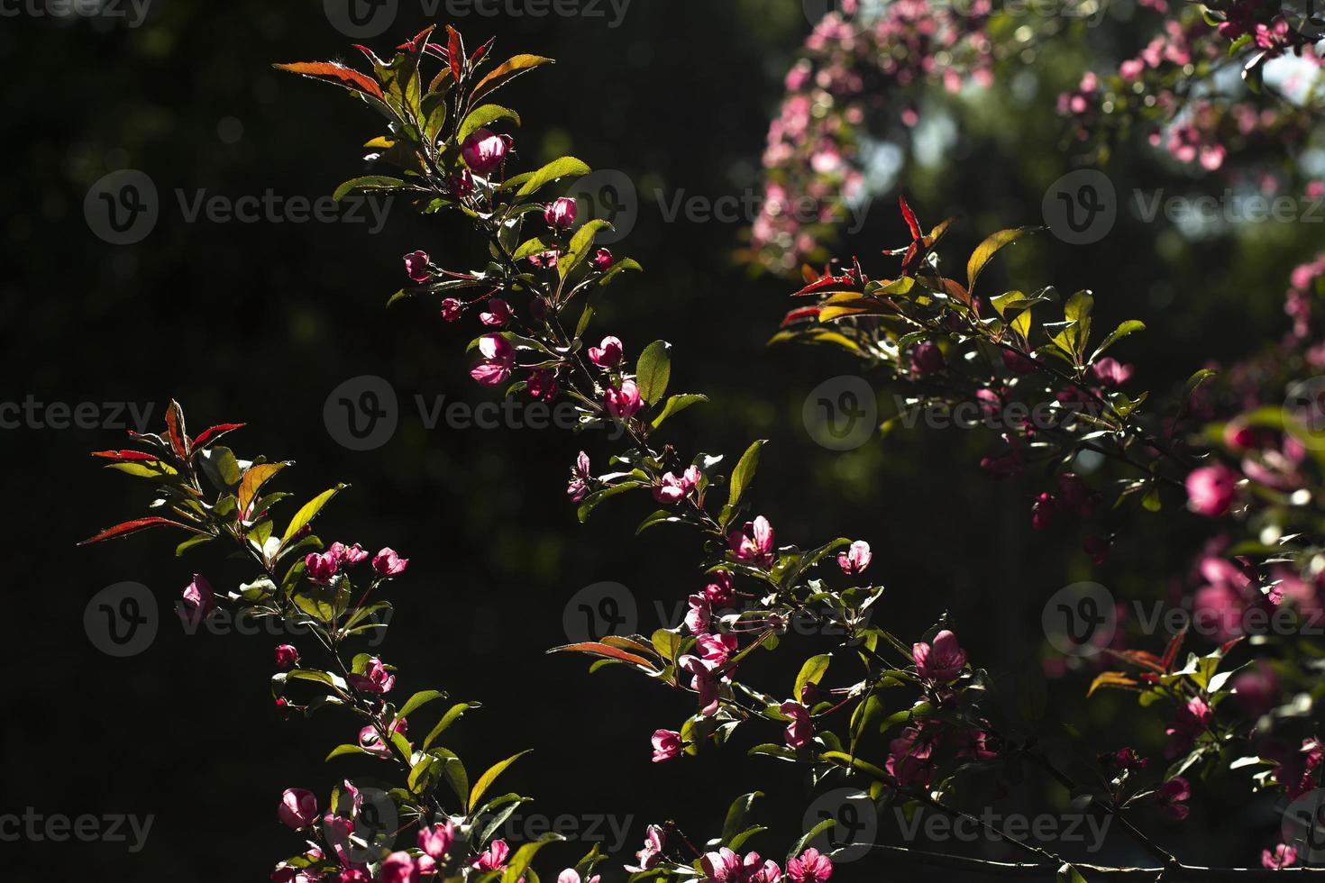 fleurs de cerisier. fleurs sur les branches. lumière sur la plante. photo