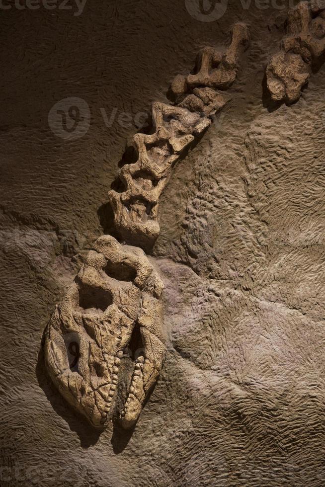 fossile de dinosaure pour le fond photo