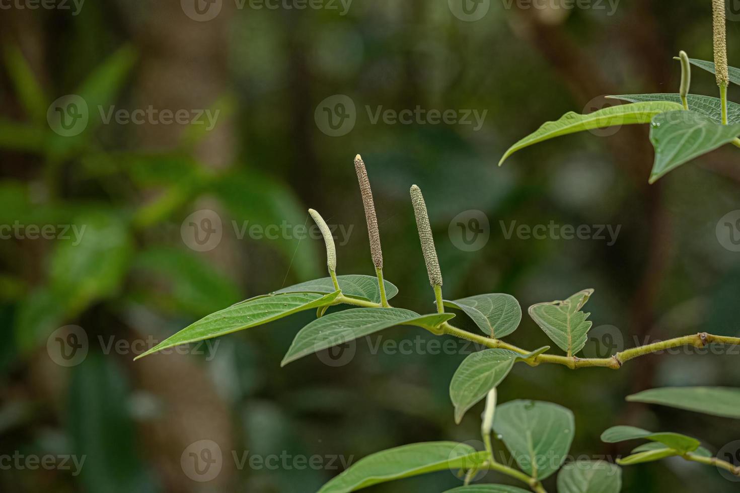 plante d'angiosperme de poivre photo