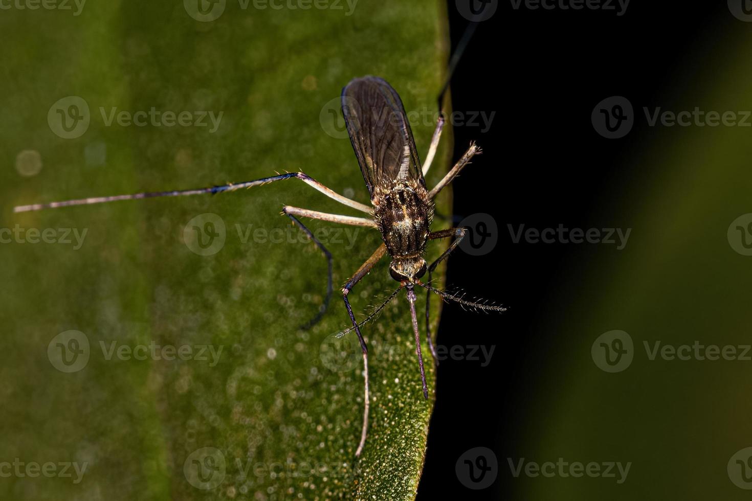 moustique culiciné femelle adulte photo