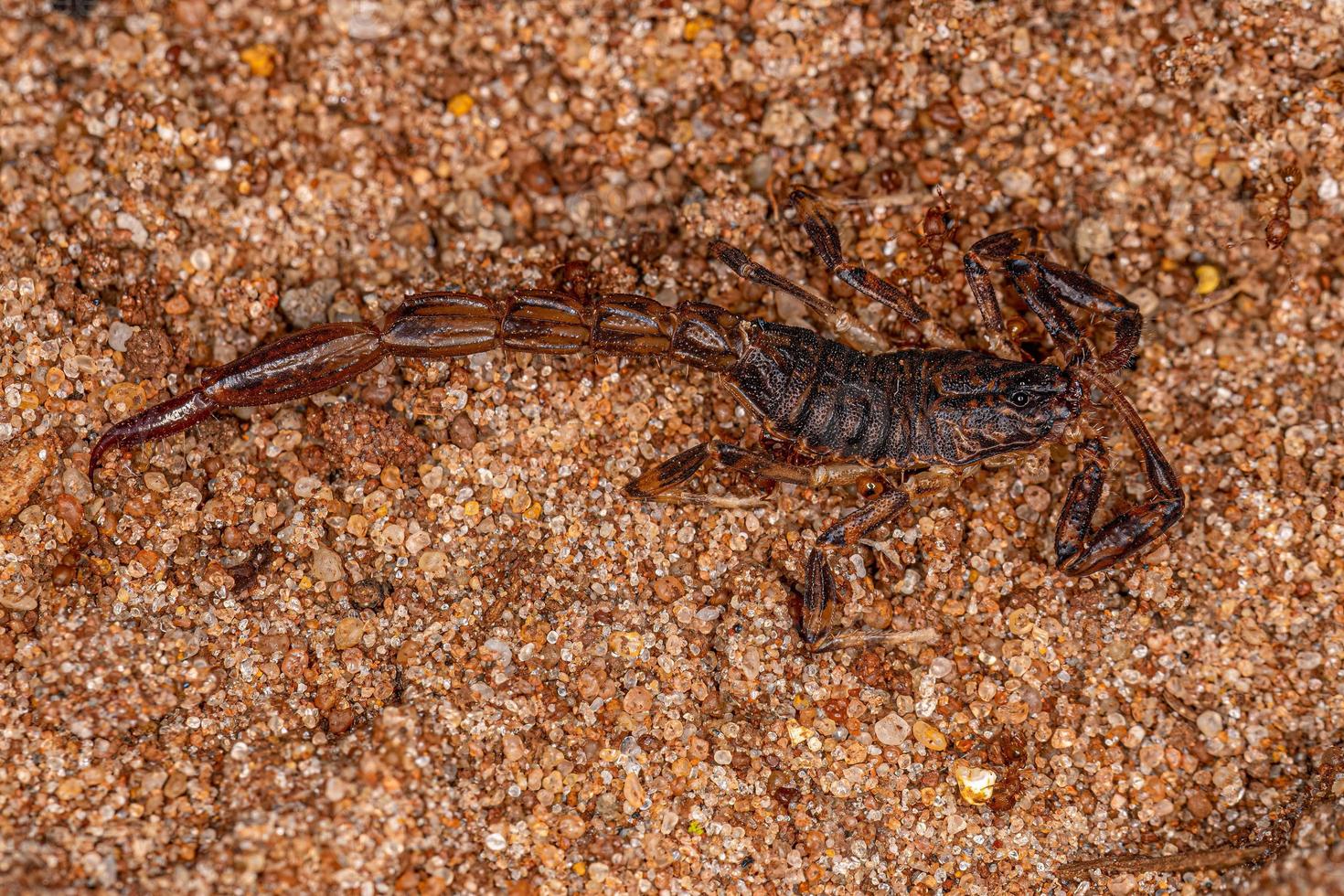 Scorpion à poitrine fléchée mâle adulte mort photo