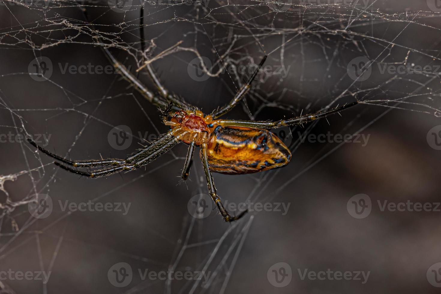 petite basilique orbweaver spider photo