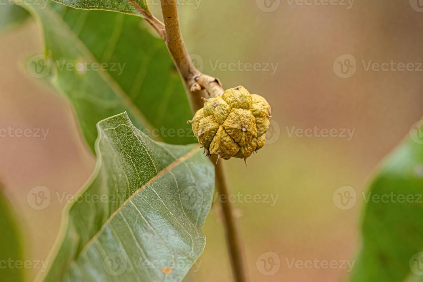 petit fruit sauvage photo