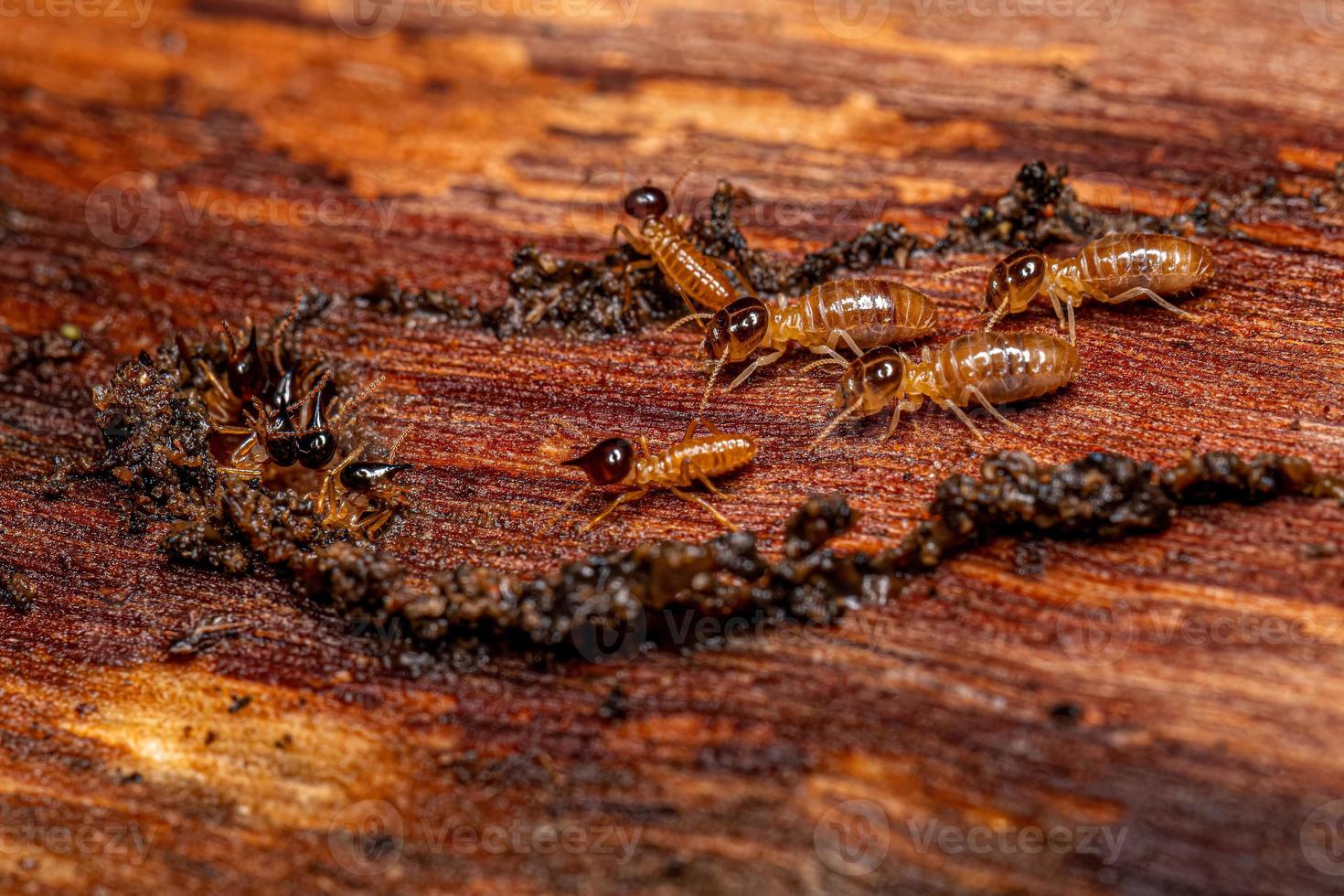 termites nasutes adultes photo