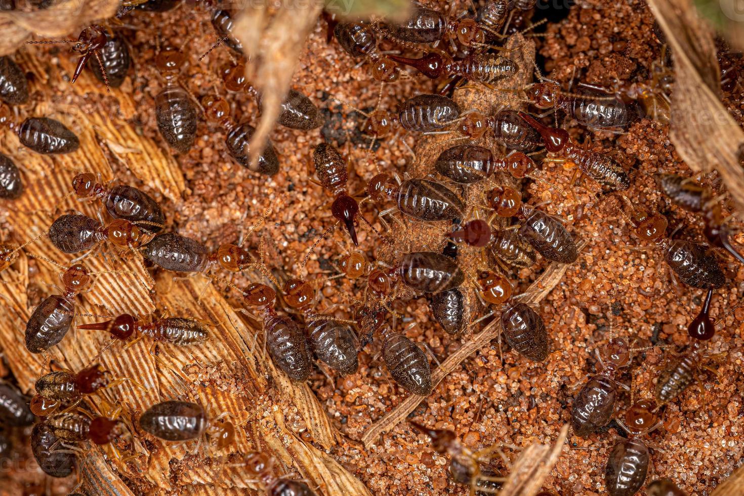 petits termites supérieurs photo