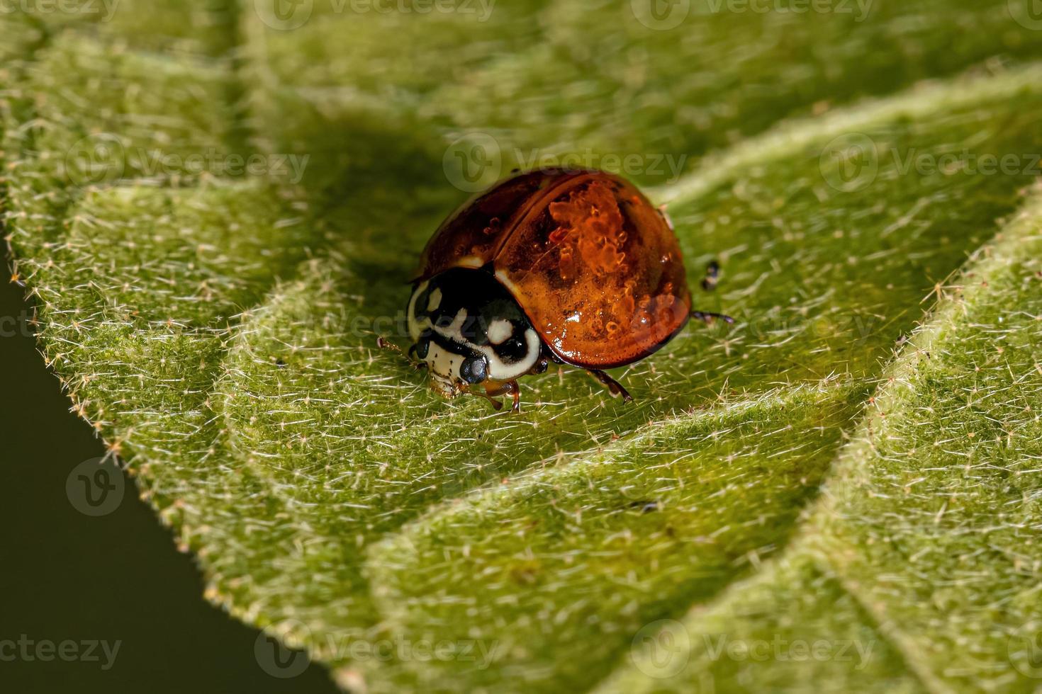 coccinelle adulte sans tache photo