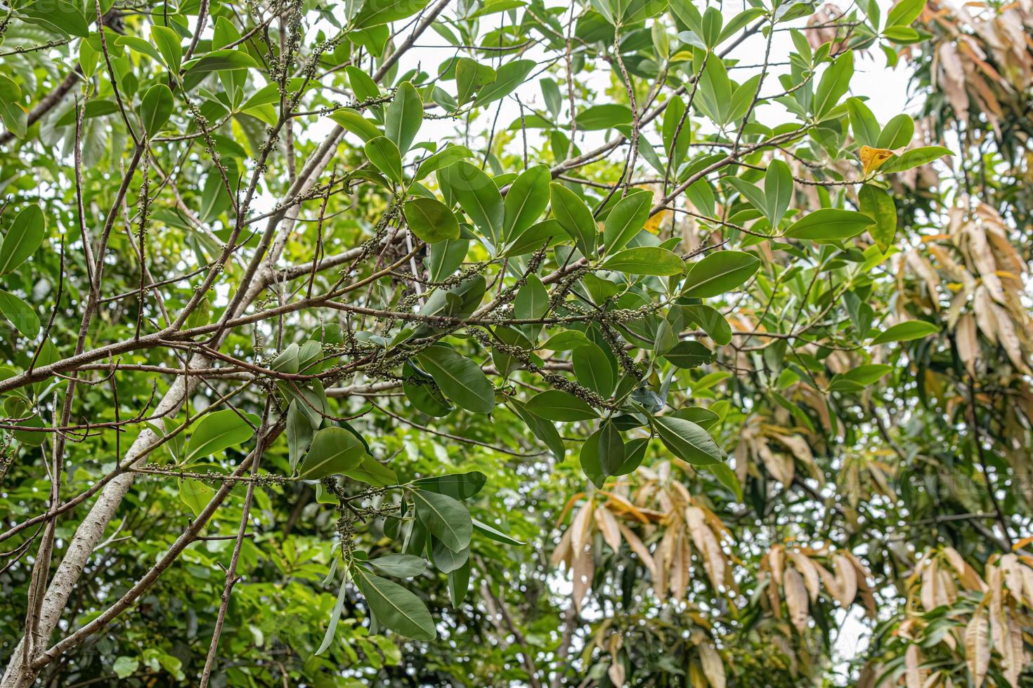 arbre à angiospermes colicwood photo