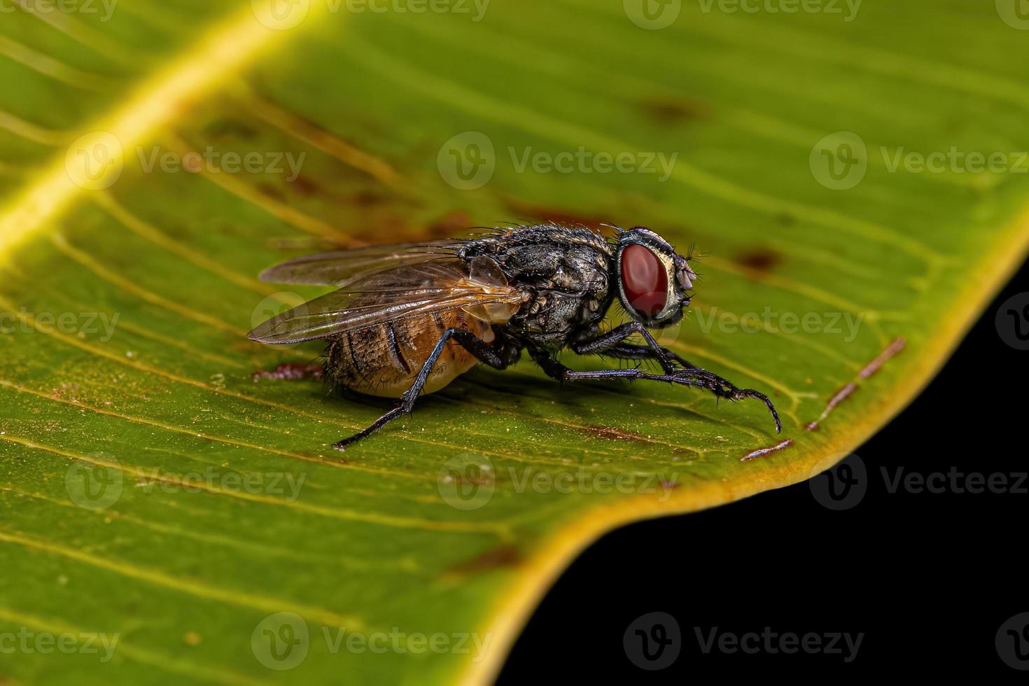 mouche domestique adulte photo