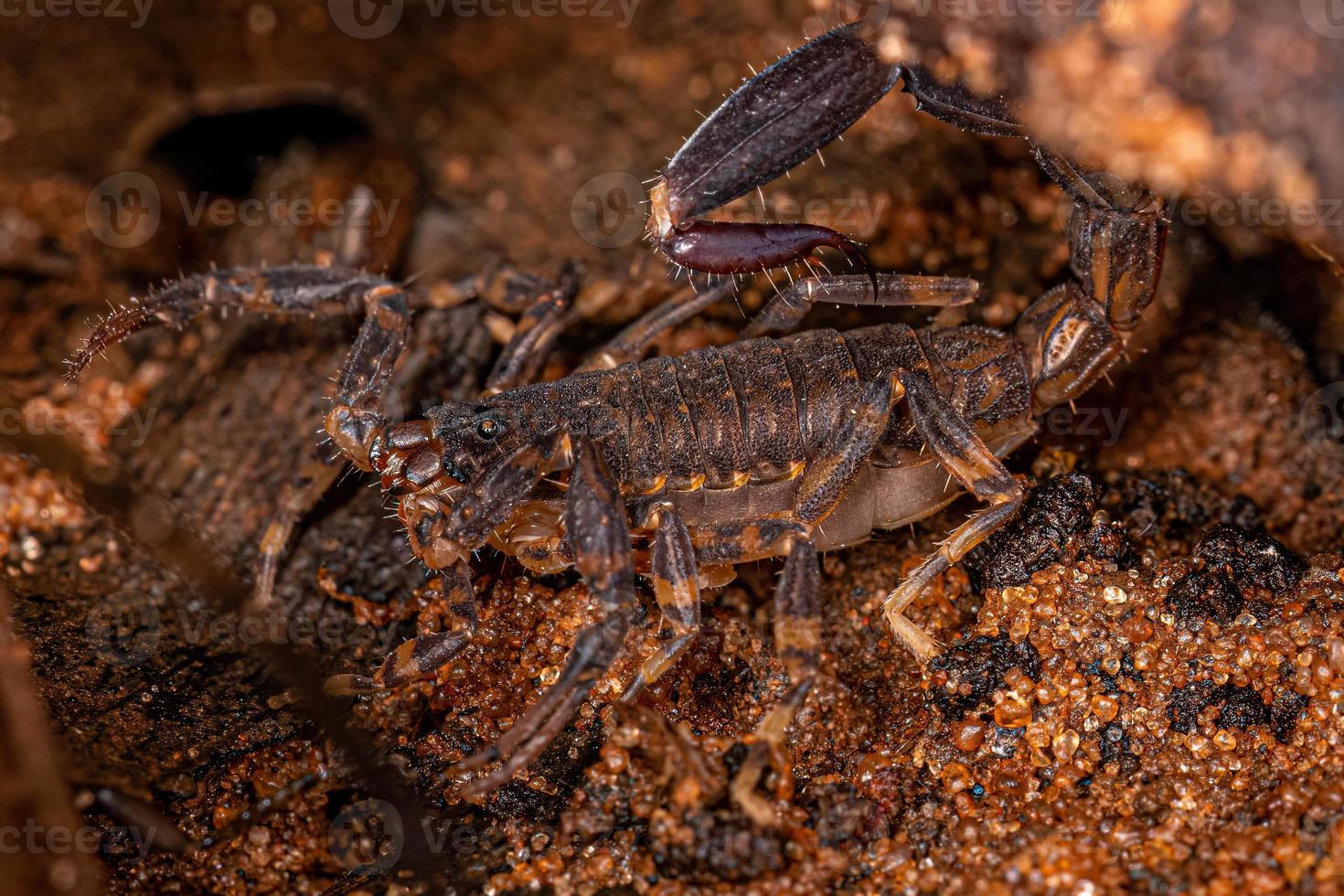 scorpion à poitrine fléchée adulte photo