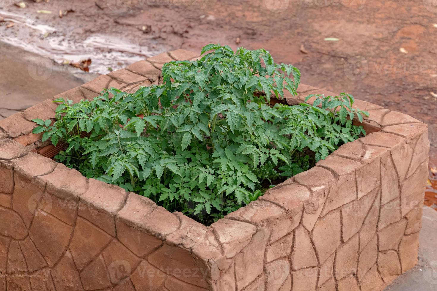 de nombreux plants de tomates plantés photo