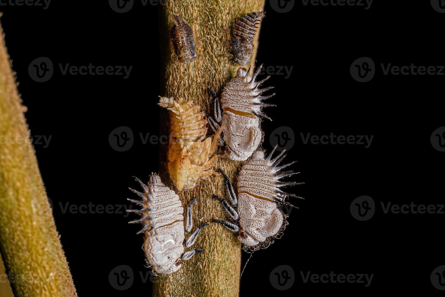 nymphe typique des cicadelles photo