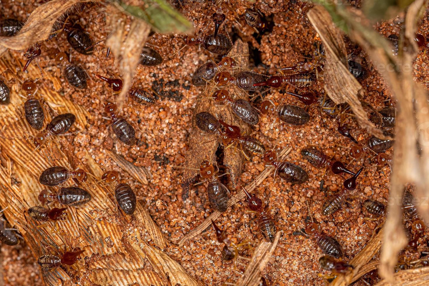 petits termites supérieurs photo