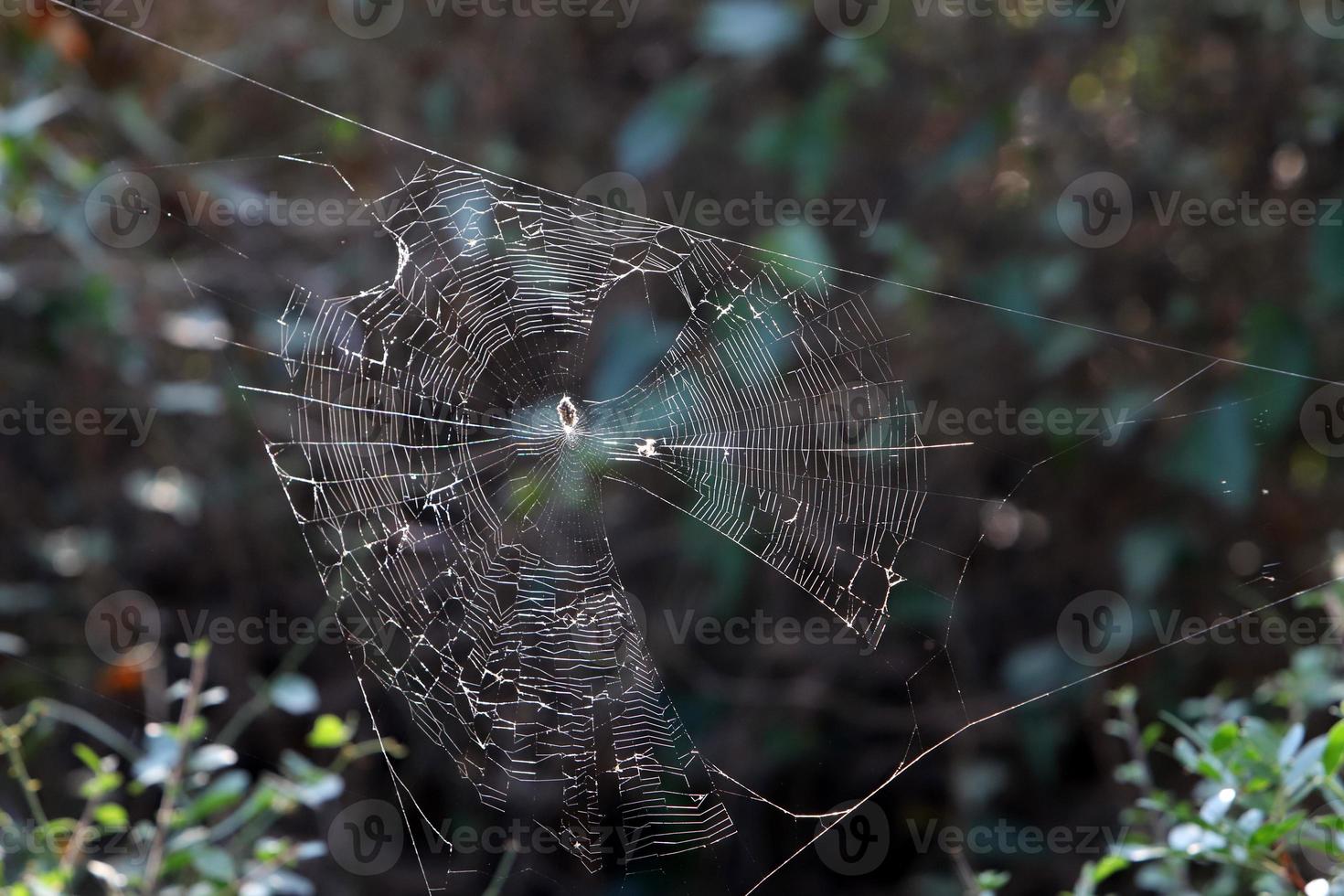 sur les branches et les feuilles des arbres des toiles d'araignées de fils fins. photo