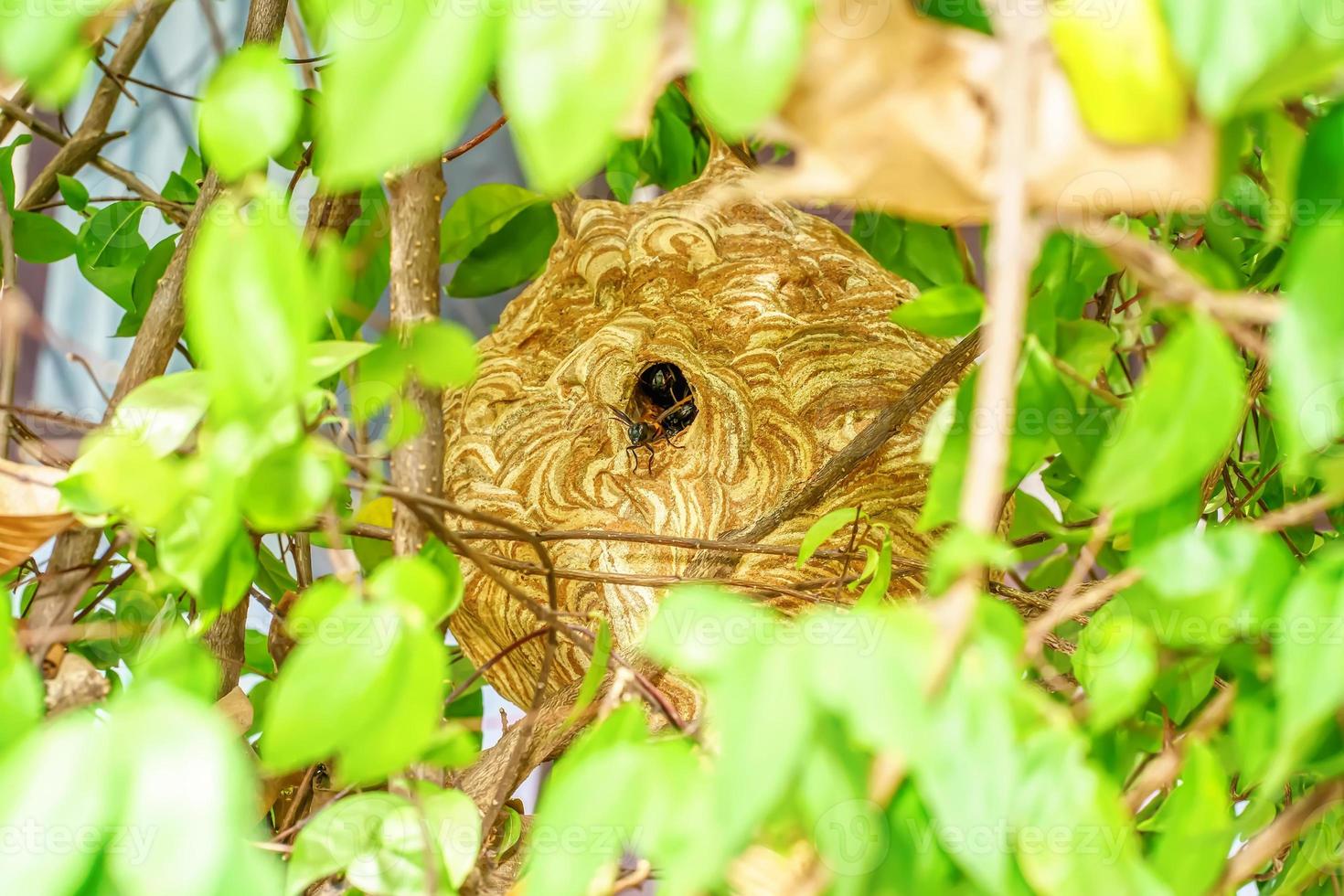 nid de guêpes géantes photo