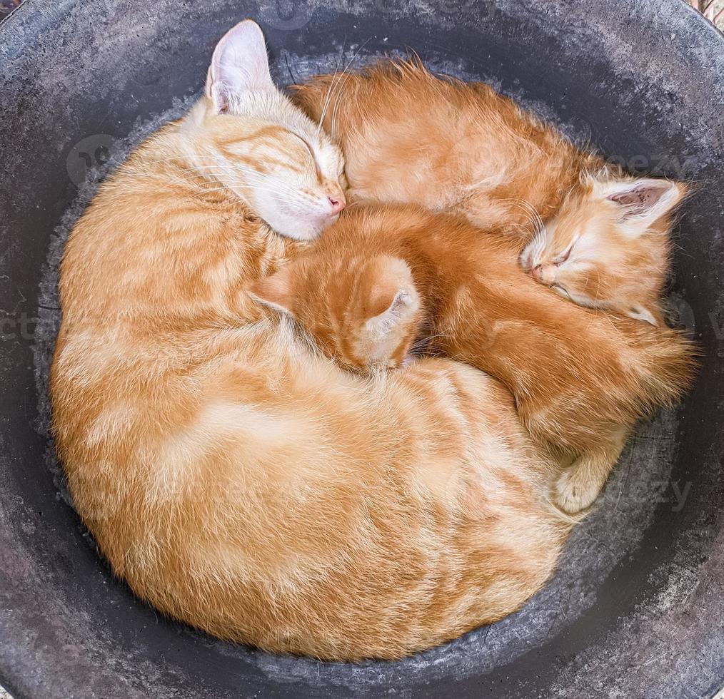 les chats s'endorment entre la mère et ses deux enfants photo